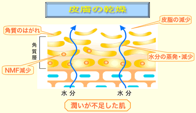 乾燥